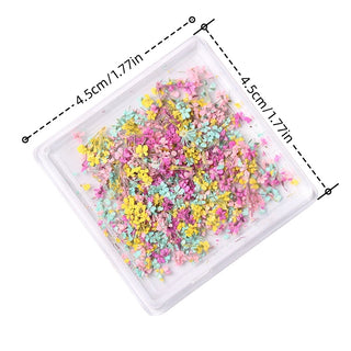 1 Box Natural Real Dry Flower Charm - S220-05